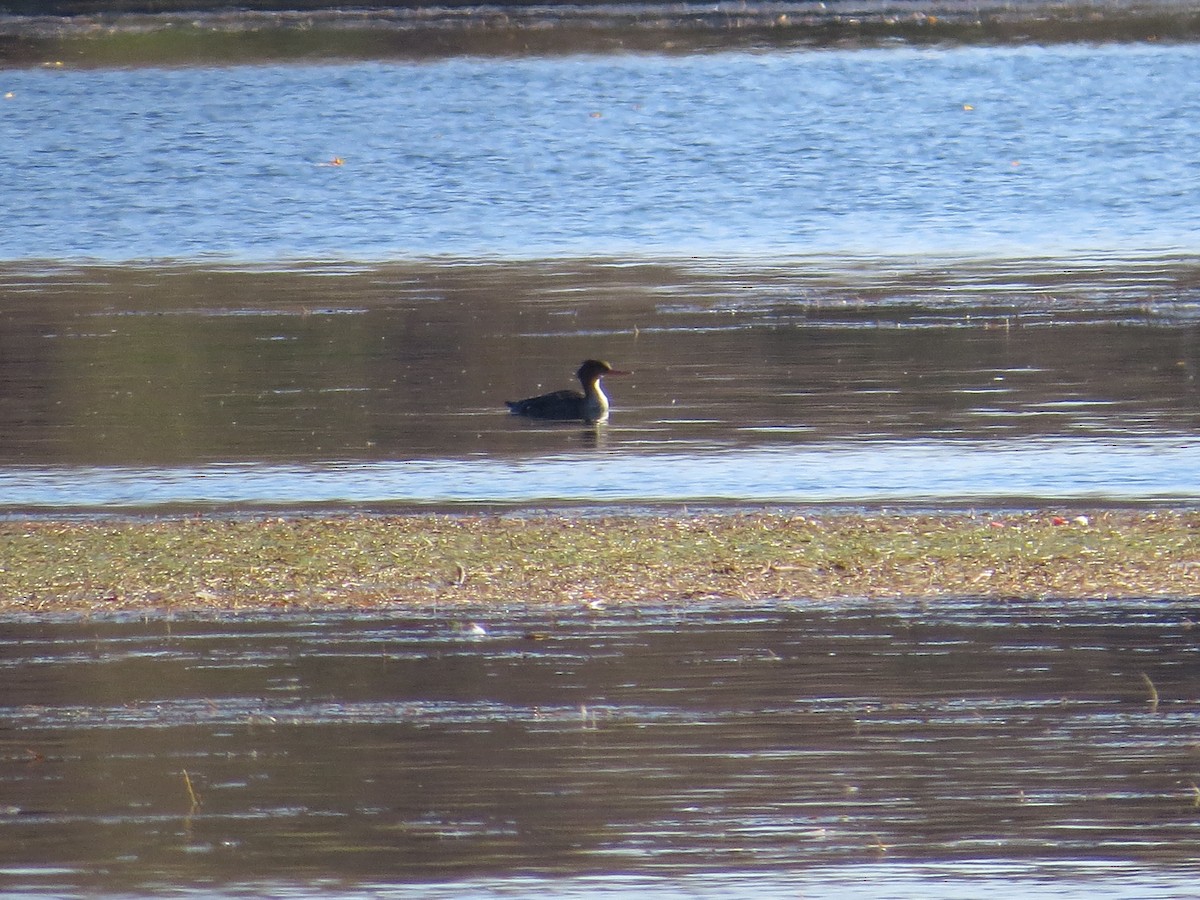 Red-breasted Merganser - ML39249841