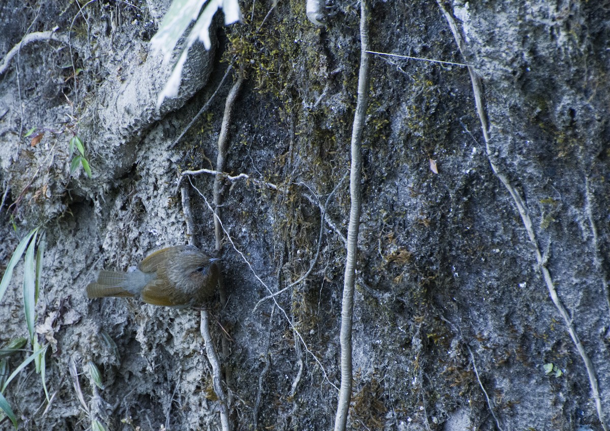 Streaked Laughingthrush - ML392498421