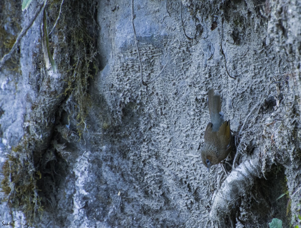 Streaked Laughingthrush - ML392498431