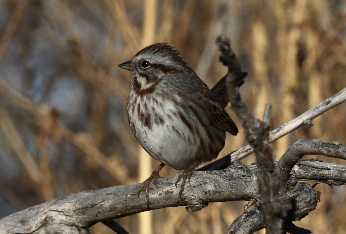 Song Sparrow - ML392498571