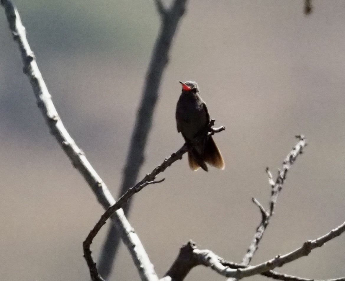 Dusky Hummingbird - ML392499431