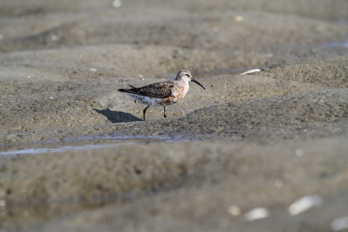 Curlew Sandpiper - Mary Keleher