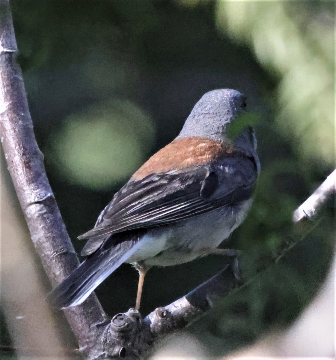 Junco ardoisé (caniceps) - ML392500601