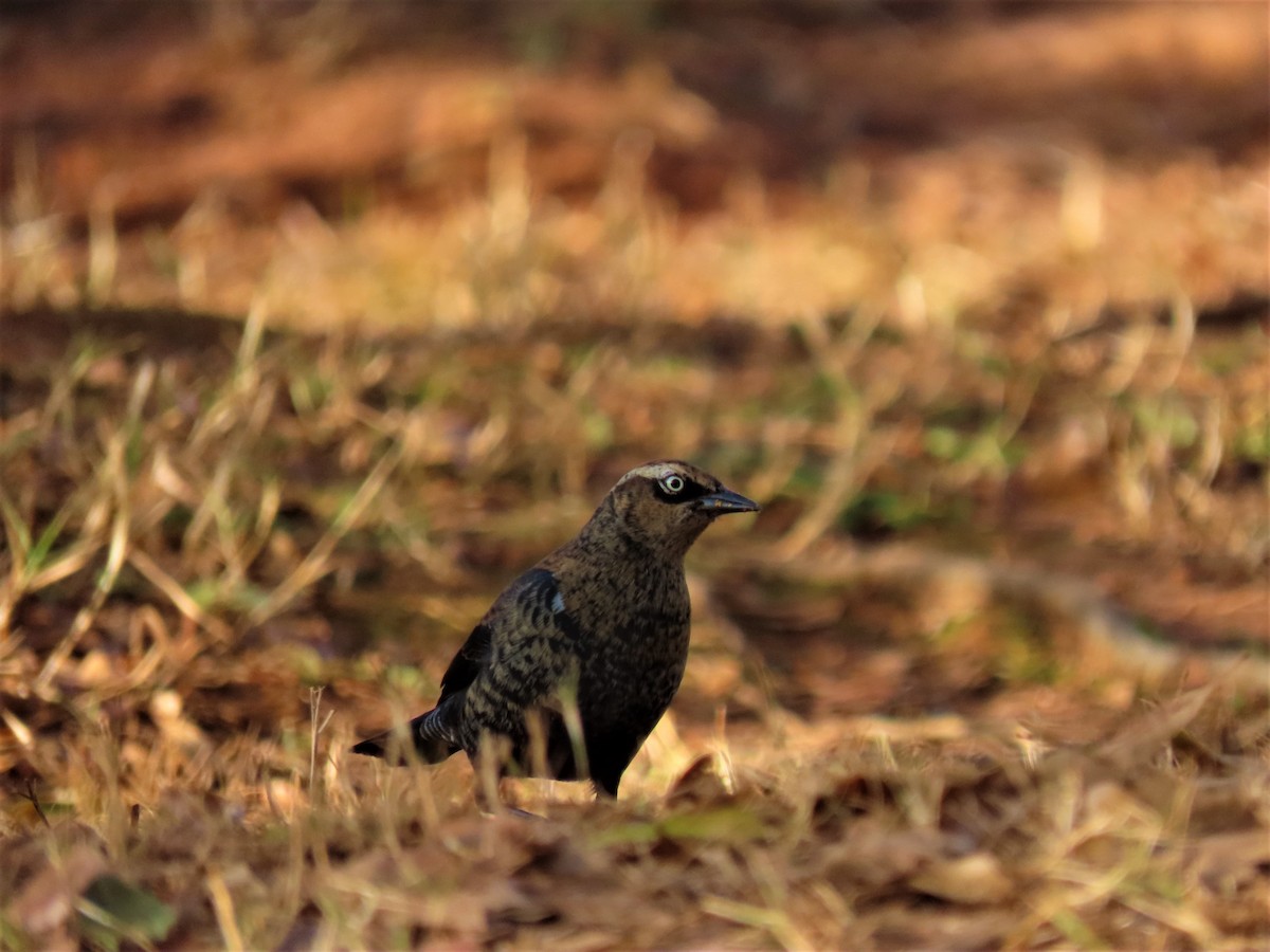 Rusty Blackbird - Michael Robertson