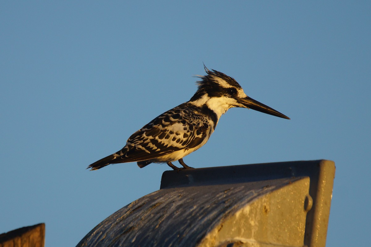 Pied Kingfisher - ML392501211