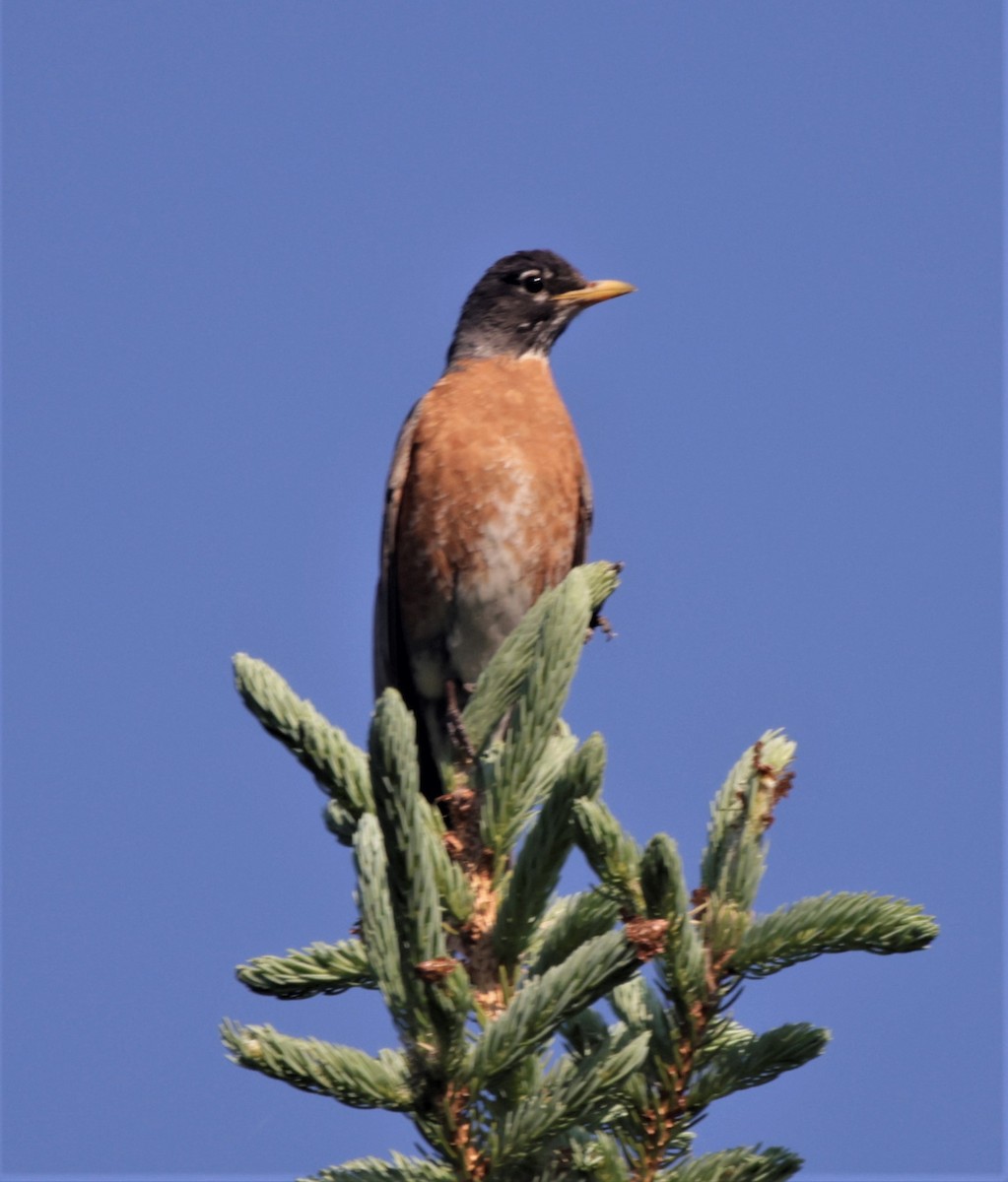 American Robin - ML392501401