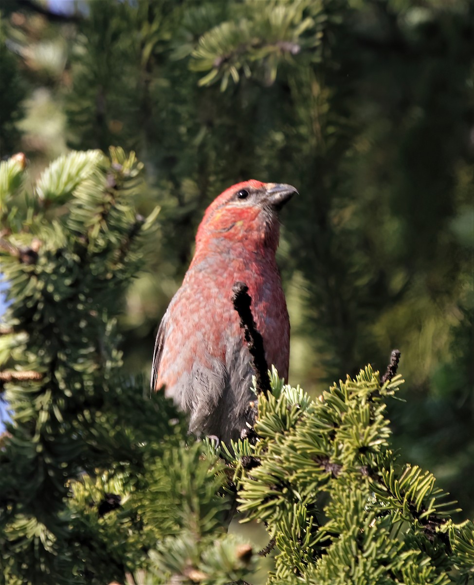 Pine Grosbeak - ML392501781