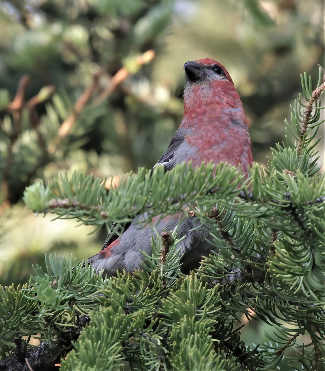 Pine Grosbeak - ML392501801