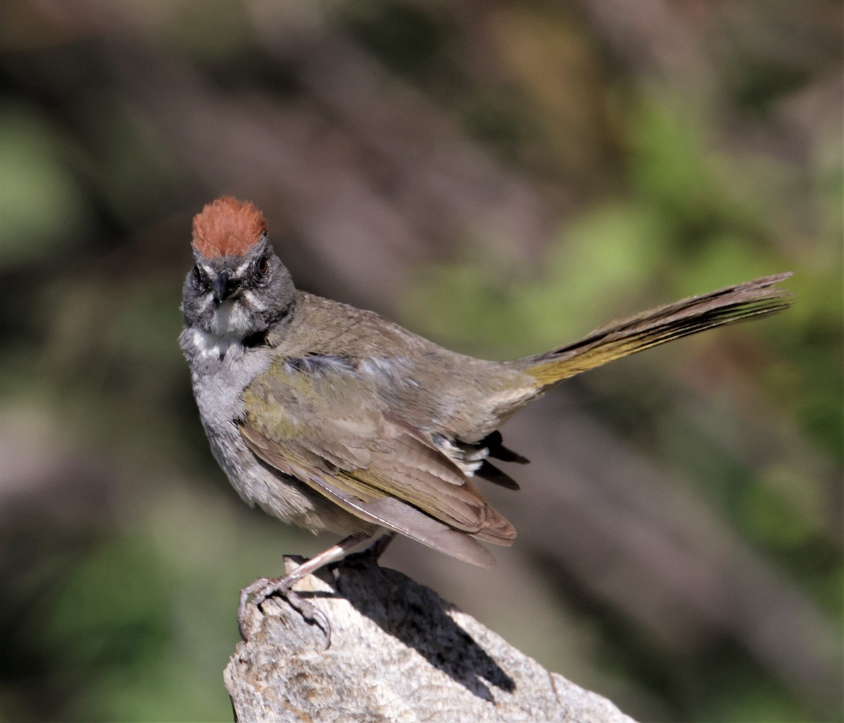 Green-tailed Towhee - ML392502531