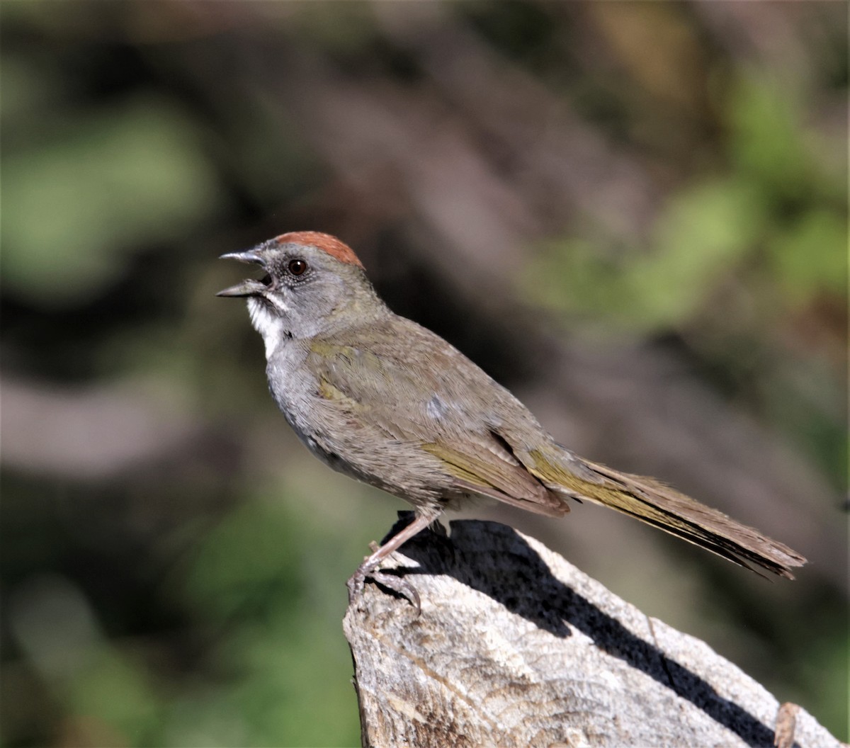 Green-tailed Towhee - ML392502551