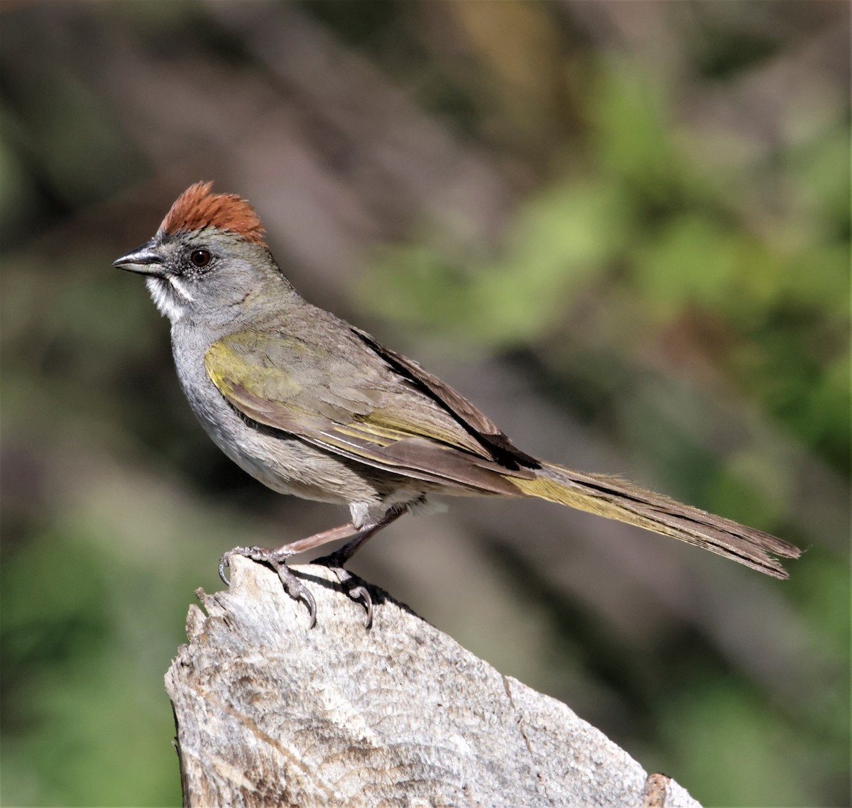 Green-tailed Towhee - ML392502561