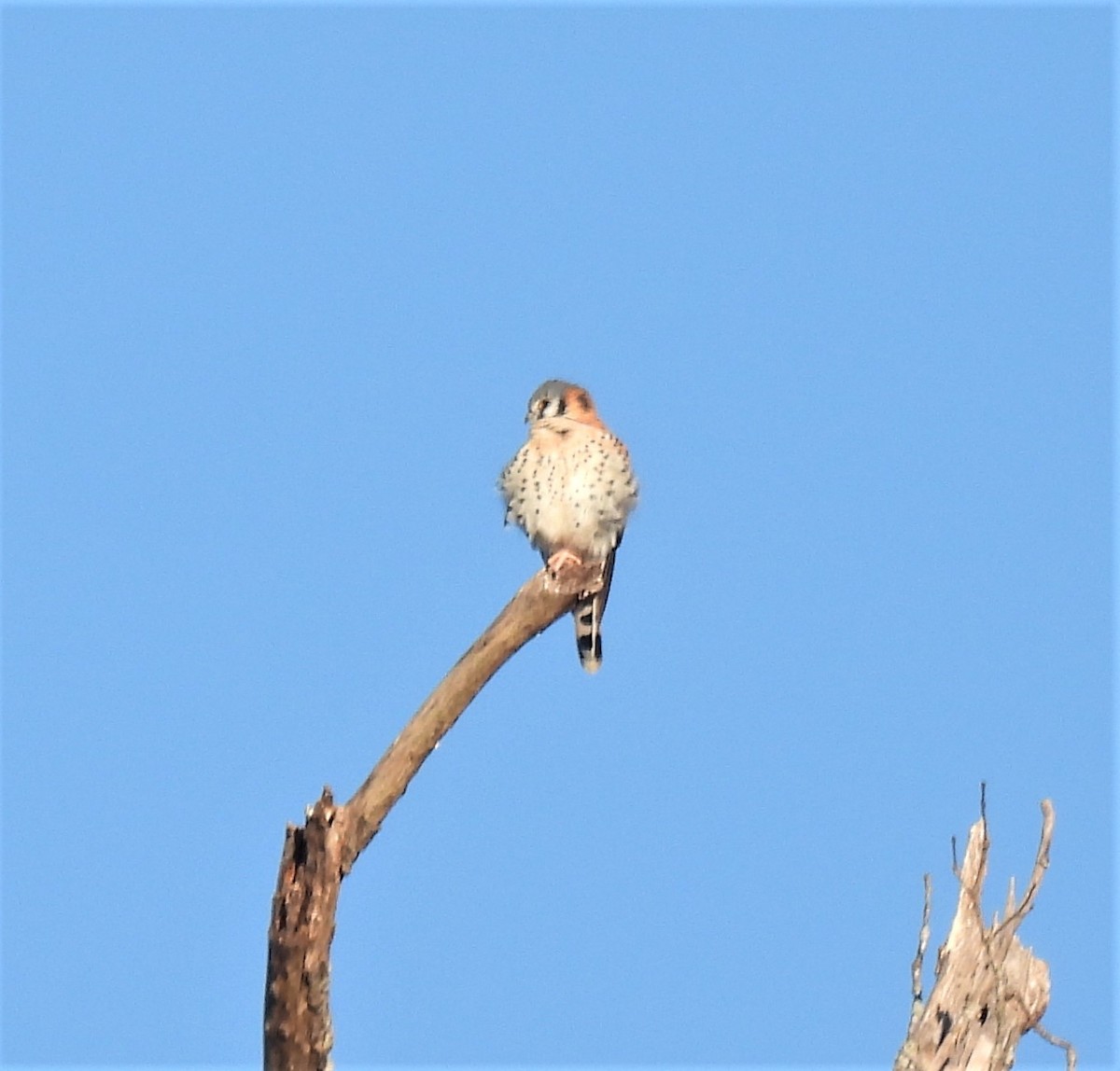 American Kestrel - ML392503291