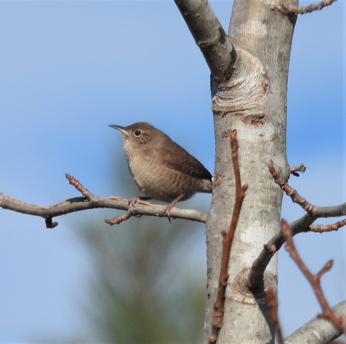 Northern House Wren - ML392503351