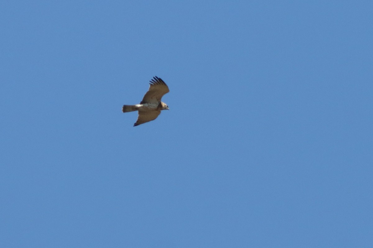 Short-toed Snake-Eagle - Alexandre Hespanhol Leitão