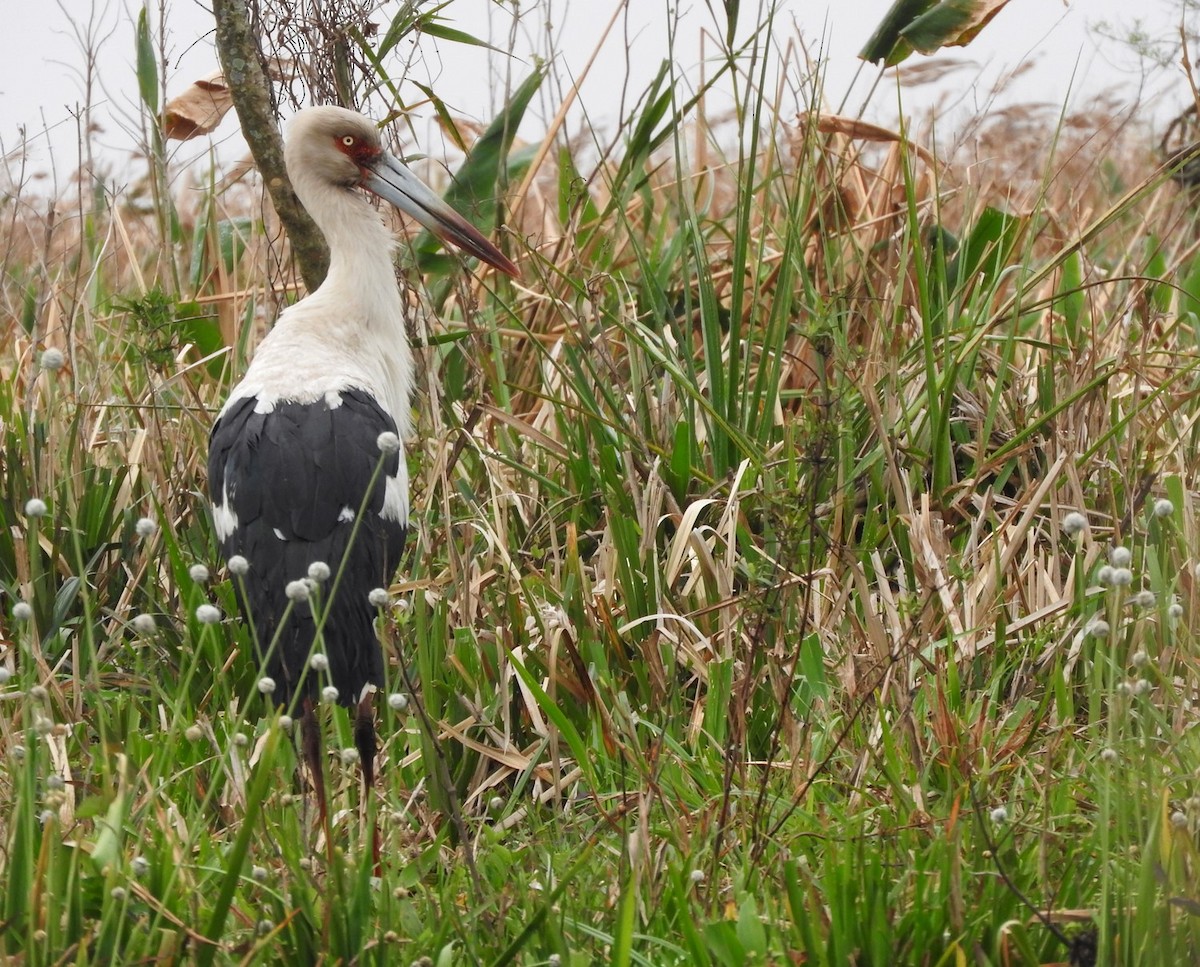 Cigogne maguari - ML392503671