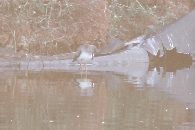 gulbeinsnipe - ML392504271