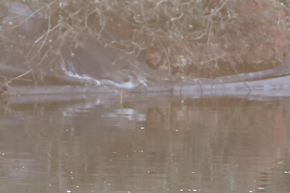 gulbeinsnipe - ML392504311