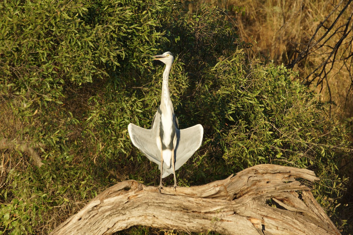 Gray Heron - ML392504861