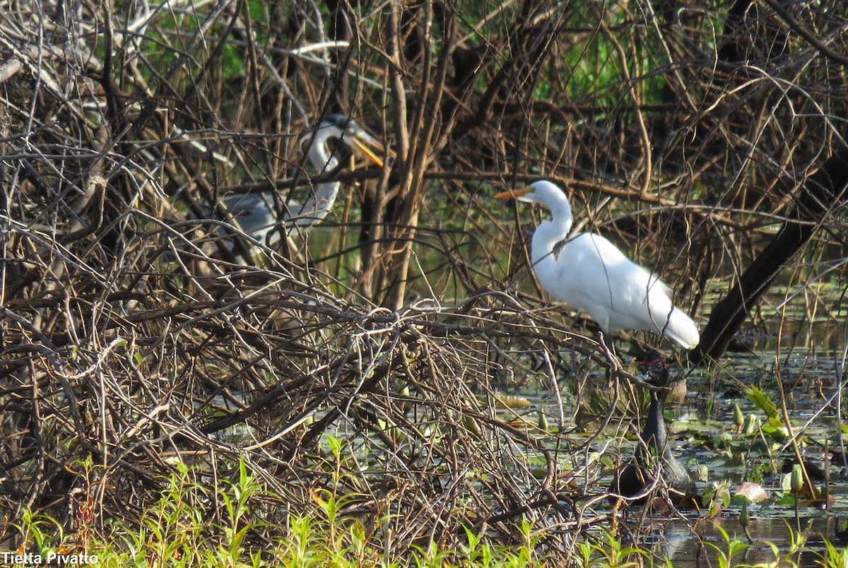 Cocoi Heron - ML392506021