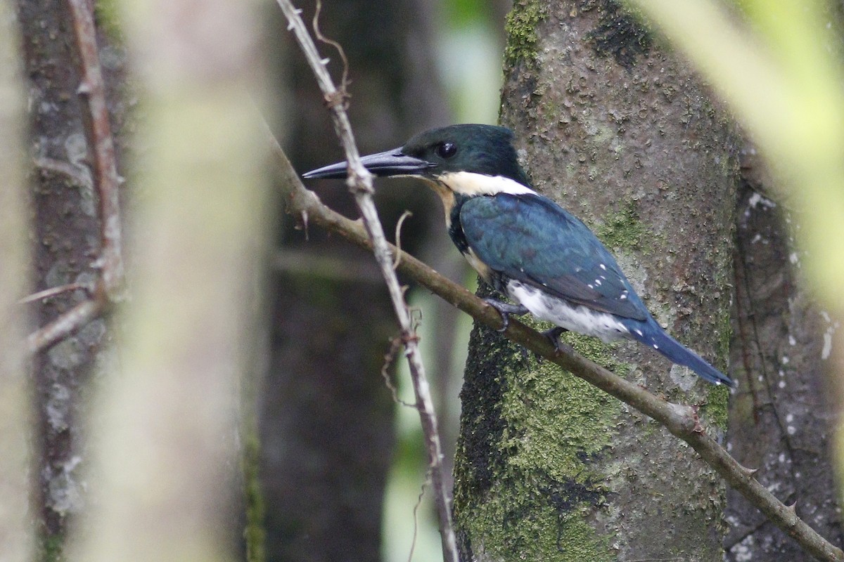 Green Kingfisher - Paul Dufour