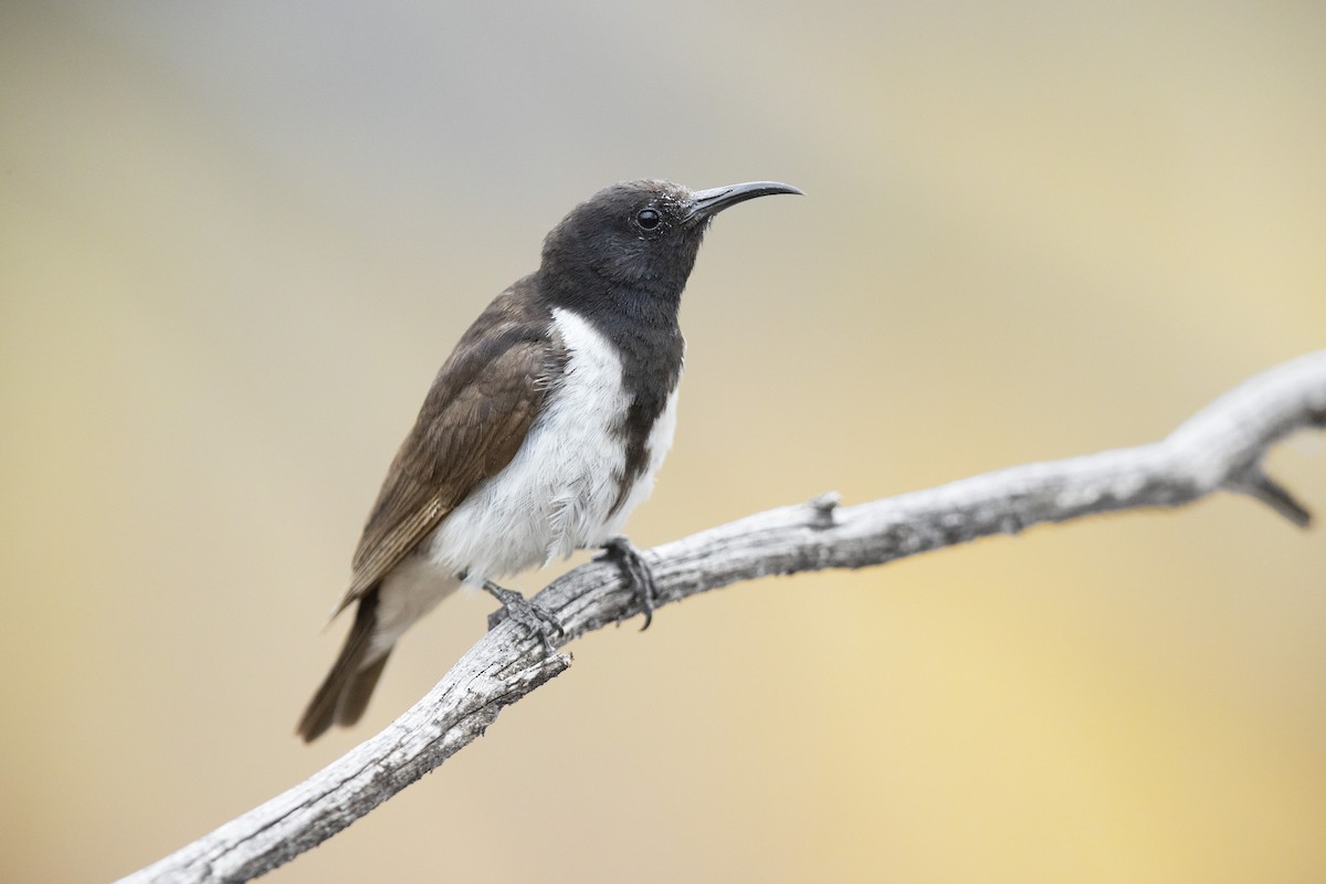 Black Honeyeater - JJ Harrison
