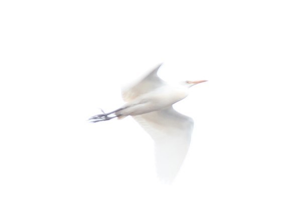 Чапля єгипетська (підвид ibis) - ML392508621