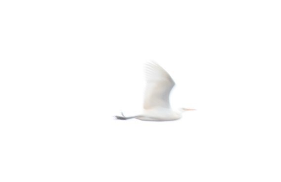 Чапля єгипетська (підвид ibis) - ML392508661