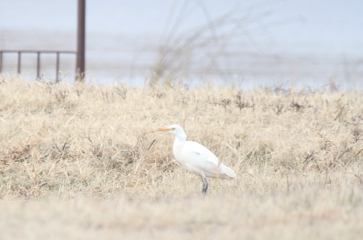 Western Cattle Egret - ML392508751