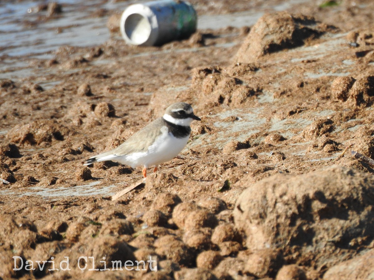 Common Ringed Plover - ML392509401