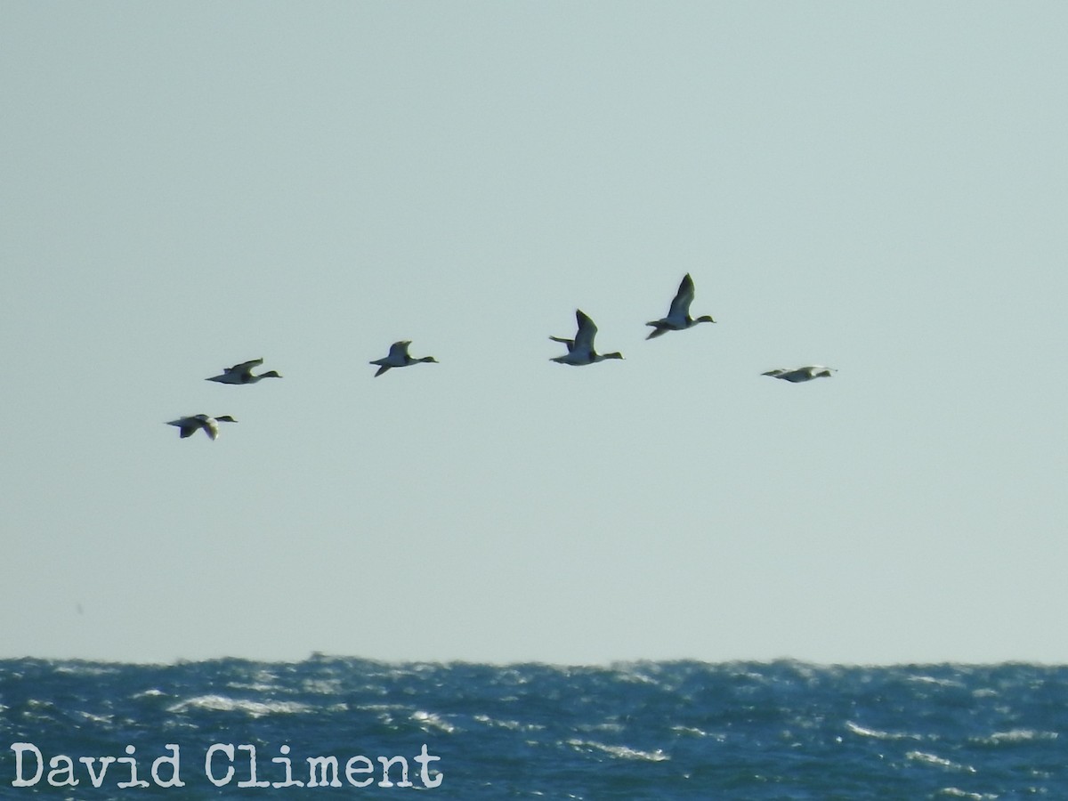 Common Shelduck - ML392510381