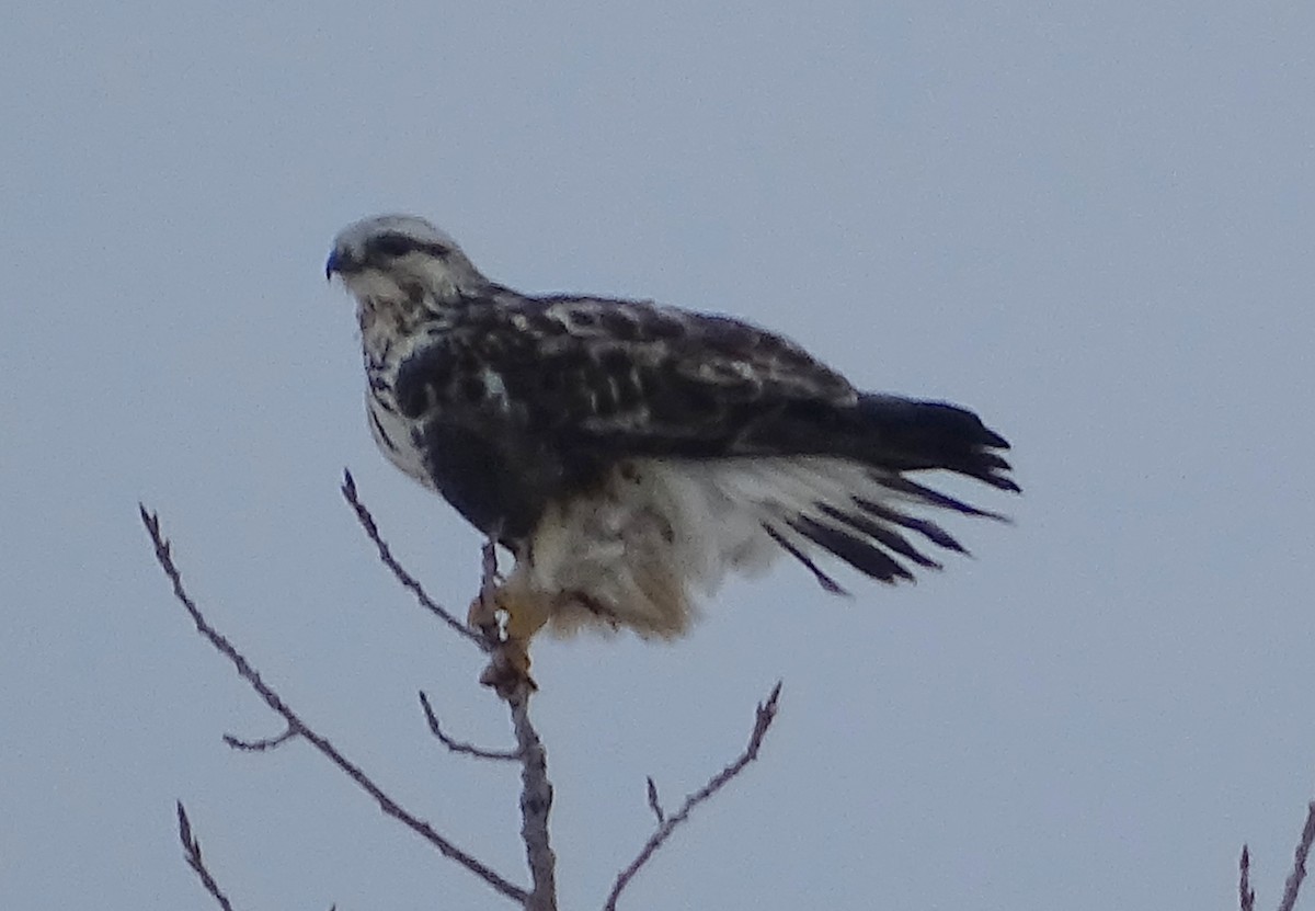 Rough-legged Hawk - ML392510611