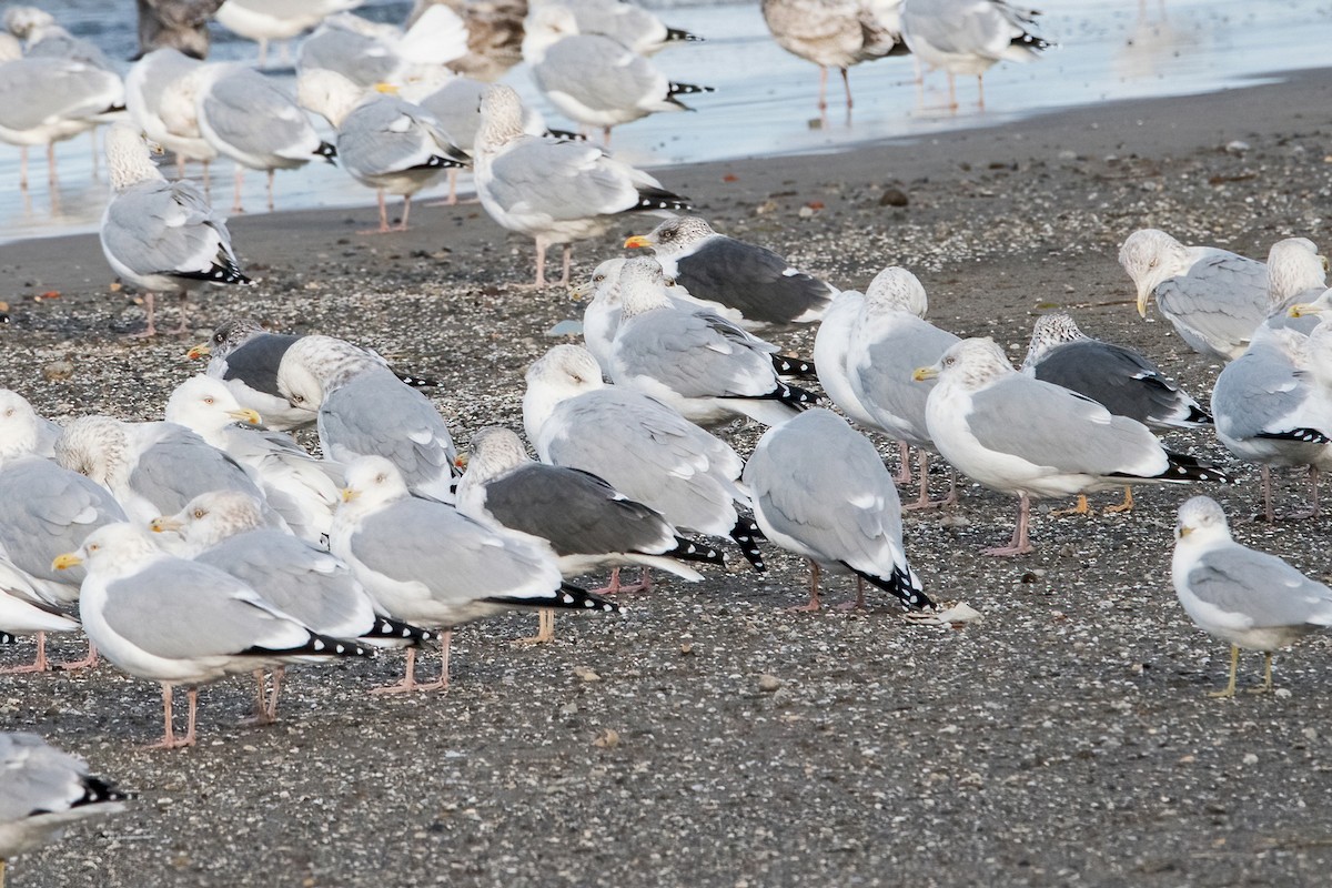 Lesser Black-backed Gull - Sue Barth