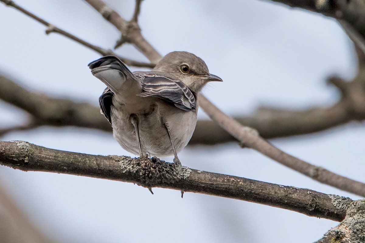 Northern Mockingbird - ML392513681