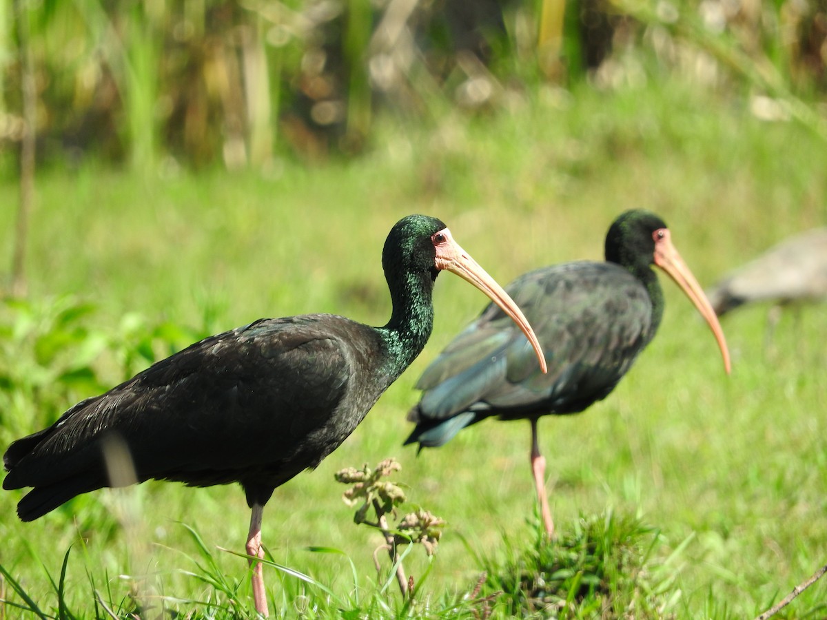 ibis tmavý - ML39251581