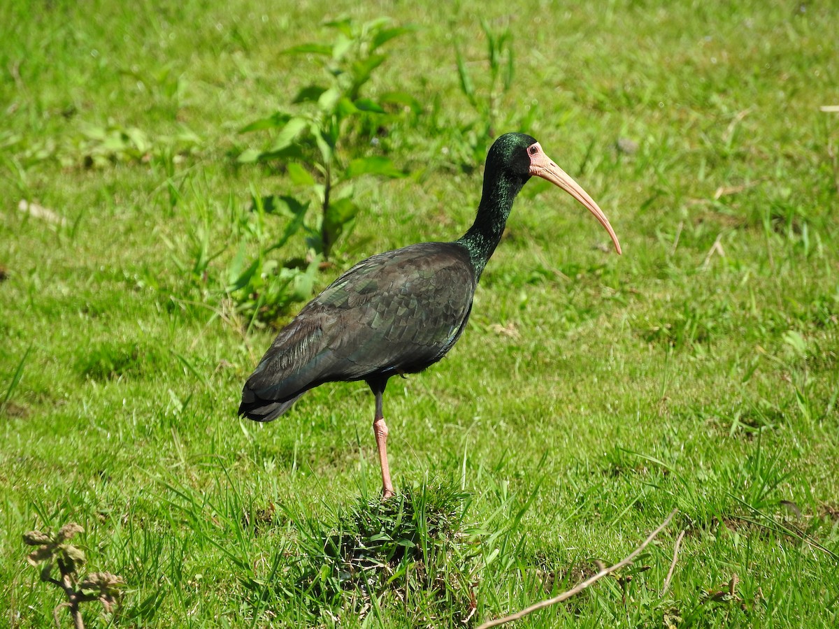 ibis tmavý - ML39251621