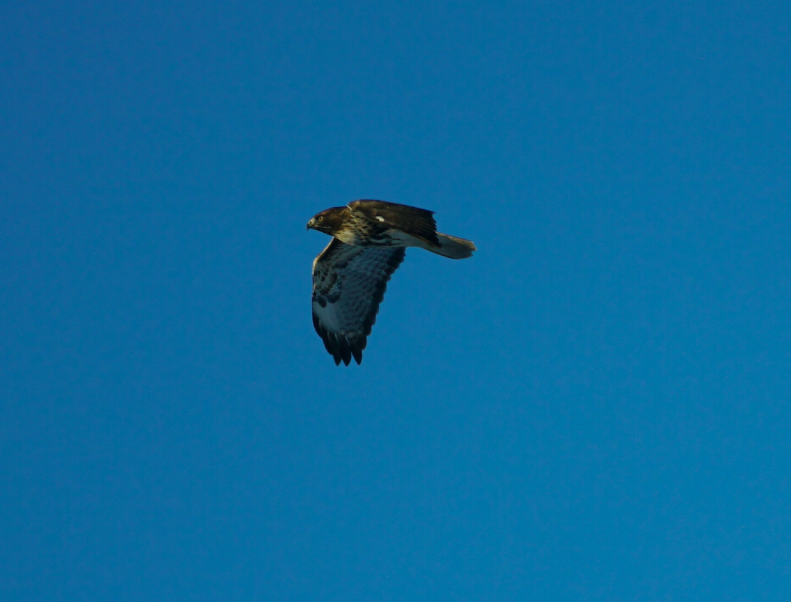 Red-tailed Hawk - Émile Brassard-Gourdeau