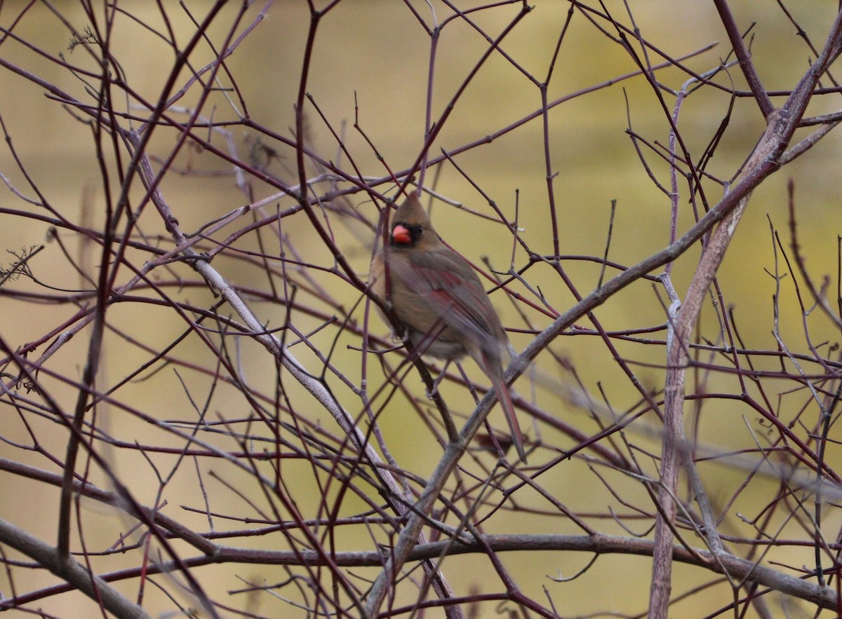 Northern Cardinal - ML392518651