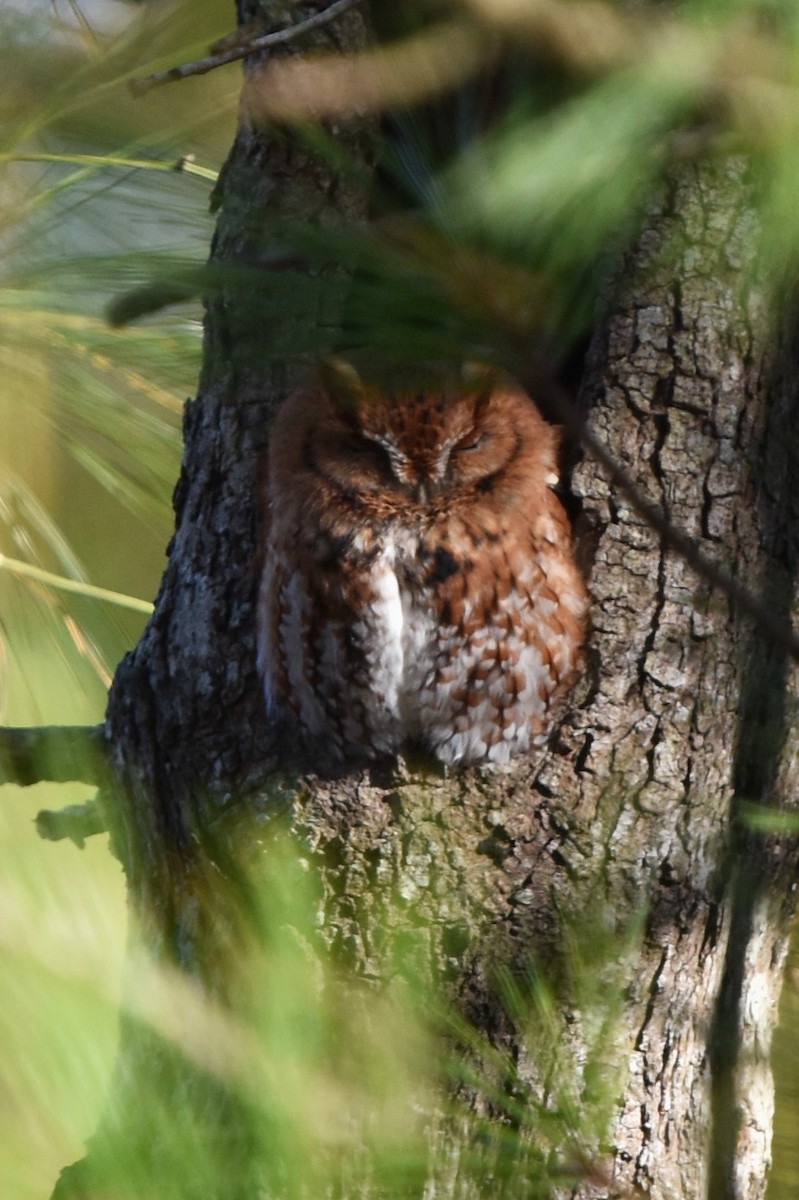 Eastern Screech-Owl - ML392518701