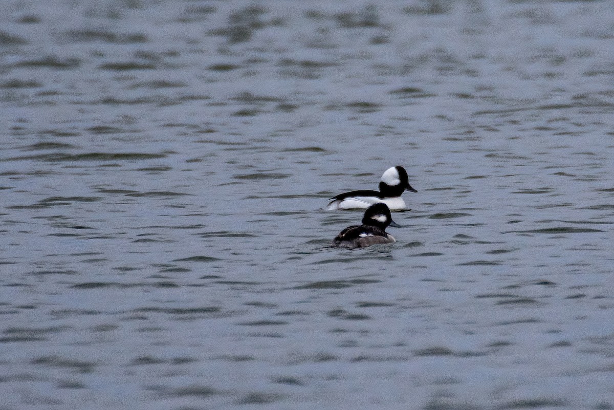 Bufflehead - Roger Katzenberg