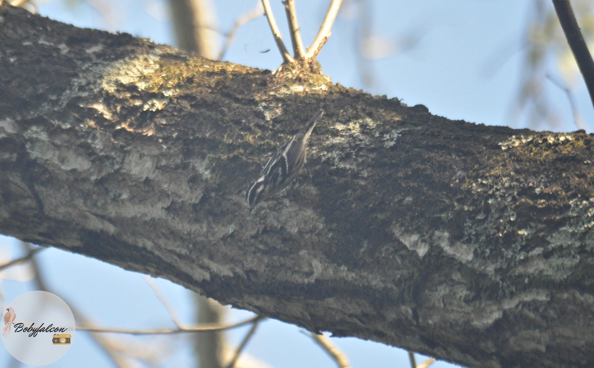 Black-and-white Warbler - ML392520261
