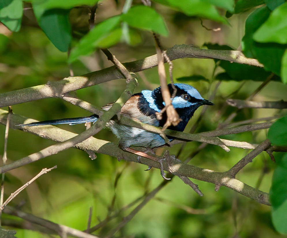 Superb Fairywren - ML392521761