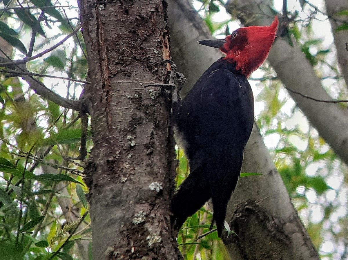 Magellanic Woodpecker - Simón Pla García