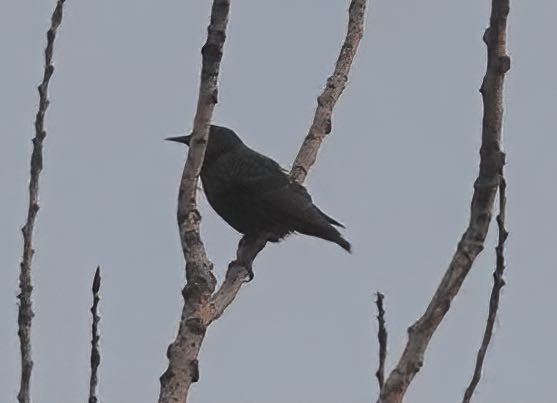 European Starling - ML392522941