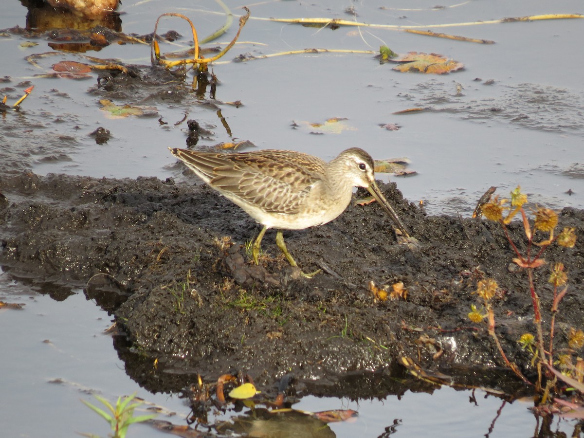 Long-billed Dowitcher - ML392523291