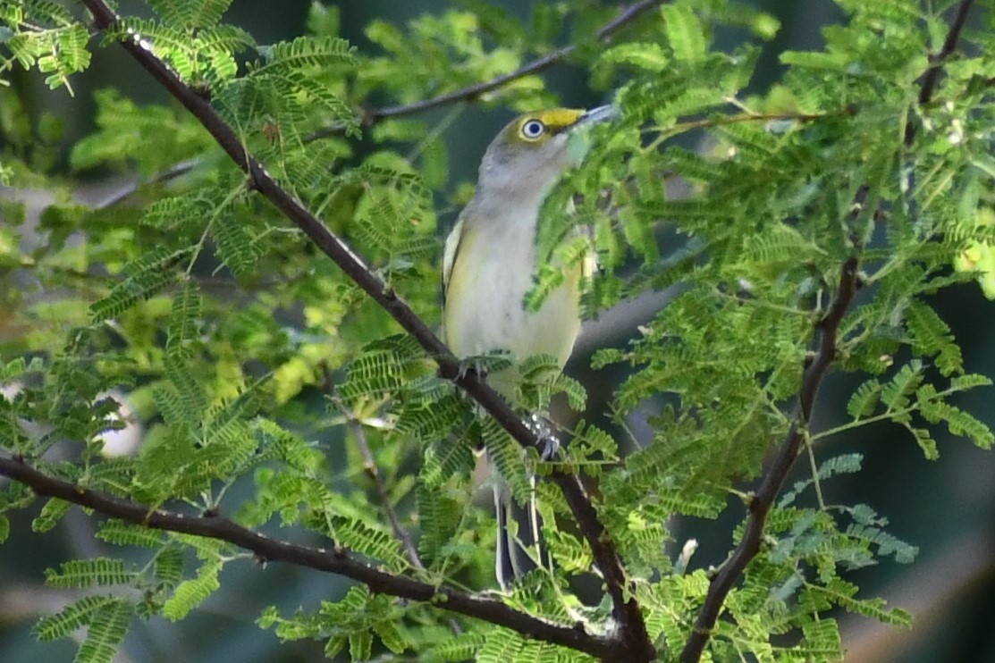 Viréo aux yeux blancs - ML392525211