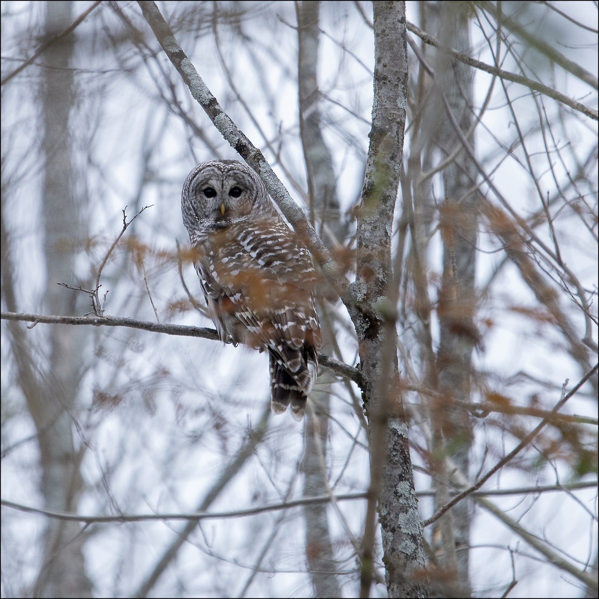 アメリカフクロウ - ML392526261
