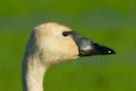 Tundra Swan - ML392527771