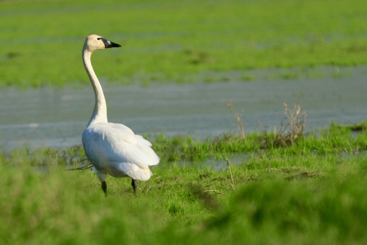 Tundra Swan - ML392527791