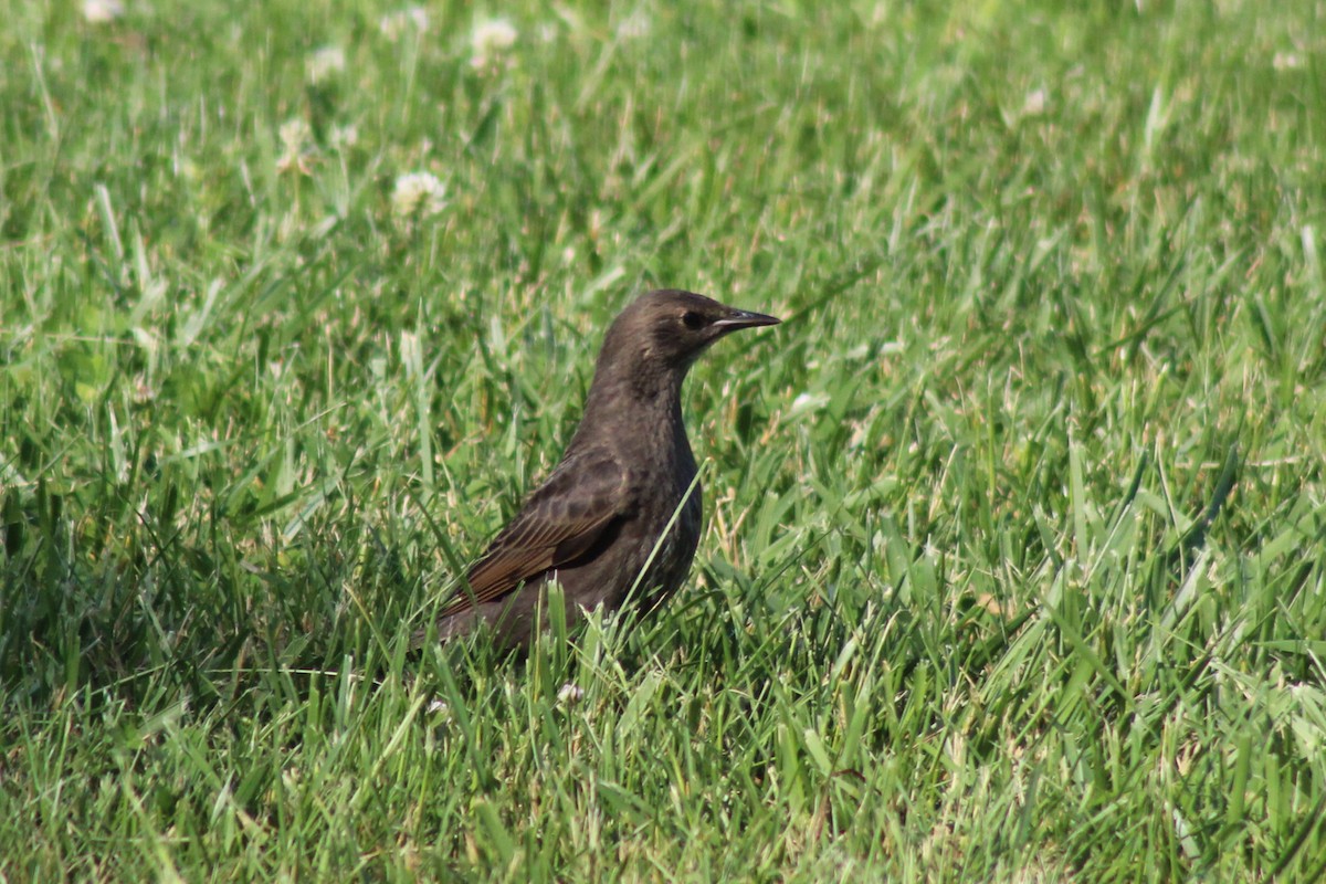 European Starling - ML39252811