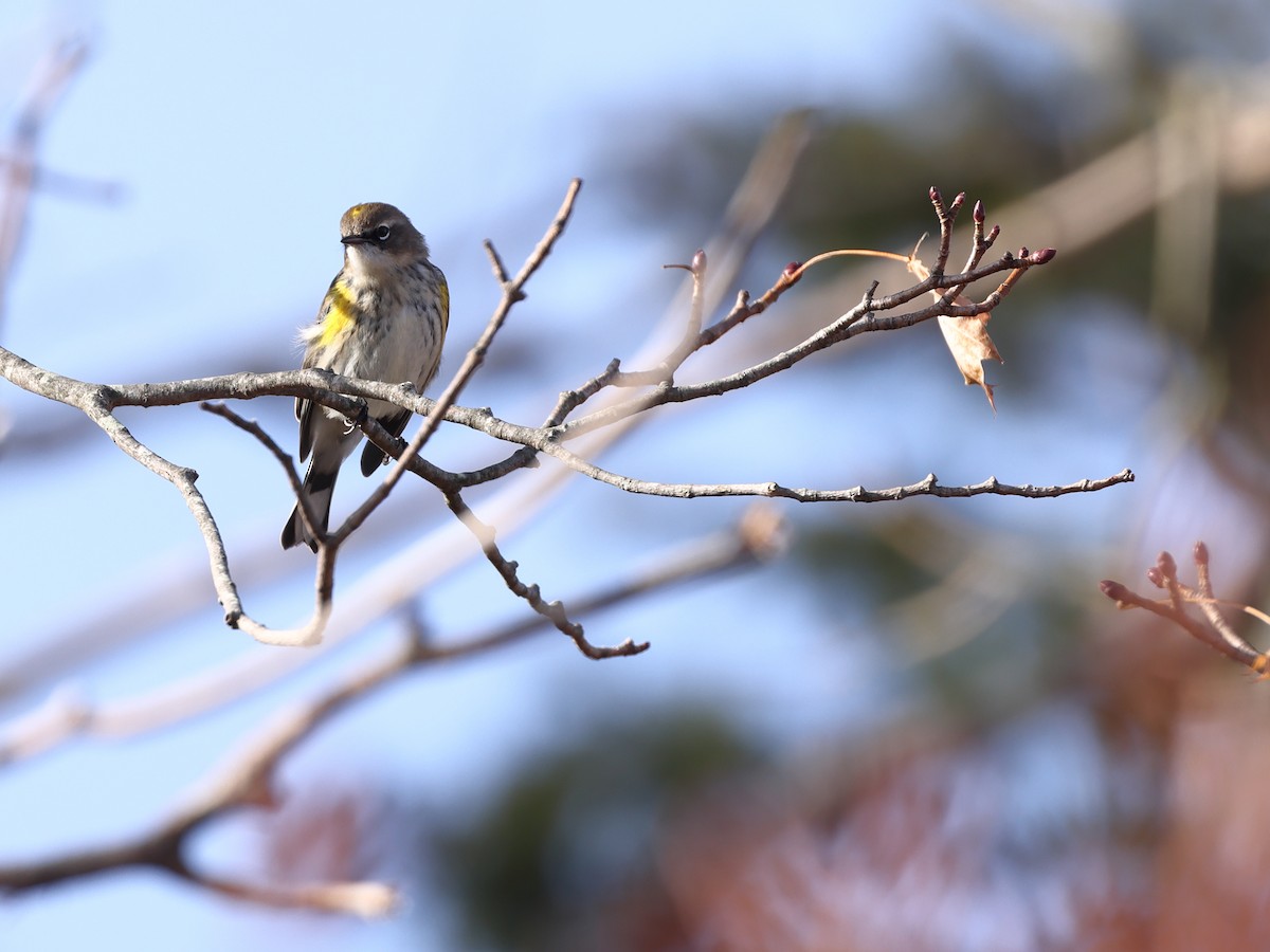 Yellow-rumped Warbler - ML392528981